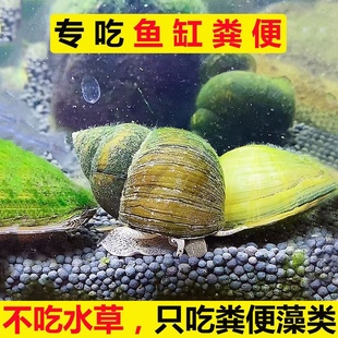 专吃鱼屎粪便螺除藻工具螺冷水大田螺绿藻缸青苔宠物观赏螺擦缸螺