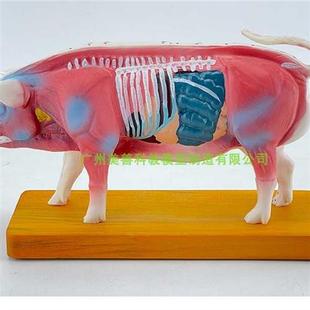 猪解剖模型猪针灸模型动物解剖模型动物穴位针灸模型兽医教具p