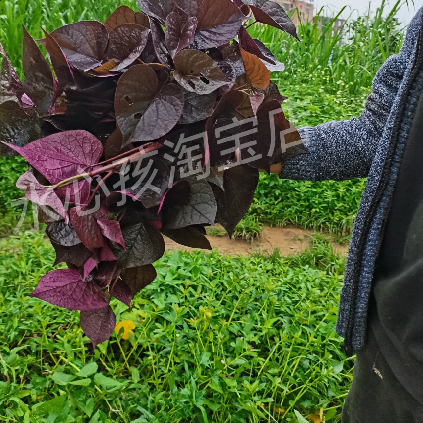 台湾紫薯苗新鲜食叶型地瓜苗藤食用紫色番薯叶种苗红薯农家蔬菜苗
