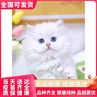 纯种金吉拉猫纯白幼猫矮脚拿破仑曼基康白色小猫咪宠物猫幼崽活物