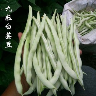九粒白芸豆种地豆扁豆角春季 秋季 四季 豆架豆种子农家播种蔬菜种子