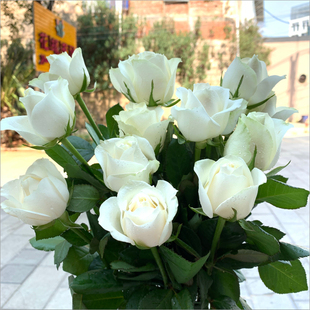 白雪山玫瑰花鲜花花束云南昆明基地直发速递同城戴安娜艾莎妇女节