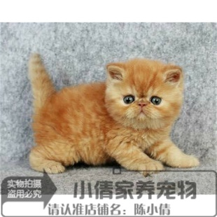 纯种出售异国短毛猫幼猫活体赛级加菲猫幼猫活体红虎斑加菲妹妹n