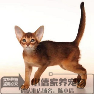 赛级幼猫活体宠物猫咪阿比西尼亚猫活体幼猫栗色红色纯种阿比猫n
