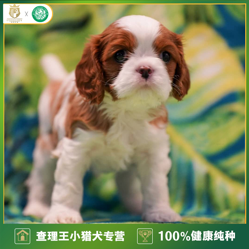 纯种血统小型犬猎犬骑士查理王幼犬黄白色家庭喂养陪孩子北京犬舍