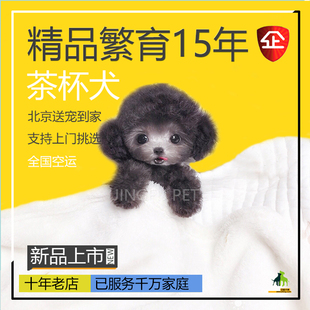 纯种泰迪幼犬茶杯犬小体长不大灰色贵宾犬宠物狗可爱活物北京犬舍