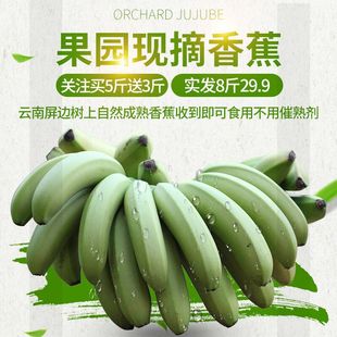 记我云南自然成熟banana新鲜香蕉水果孕妇放心食用小米蕉芝麻香蕉