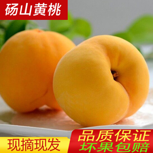 现摘新鲜砀山黄桃10斤应当季 时令孕妇水果蜜桃毛脆桃子整箱5 包邮
