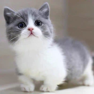 西宁猫舍英短蓝猫幼猫纯种蓝白猫美短银渐层加菲猫金吉拉布偶猫咪