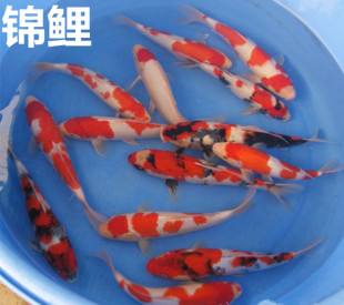 日本锦鲤混色锦鲤观赏鱼活体红白大正昭和混装 色白金锦鲤鱼苗冷水