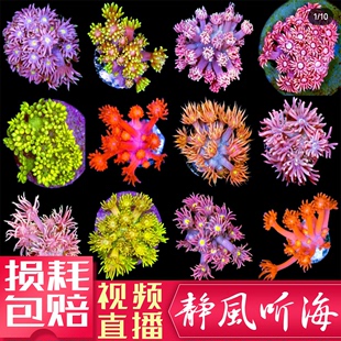 红单包绿宝石人工繁殖软体珊瑚日本茉莉花水仙LPS海水缸