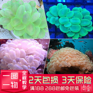 荧光绿气泡白气泡人工繁殖软体珊瑚LPS海水鱼缸真活印尼澳洲沙巴