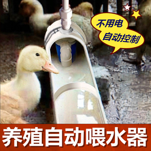 新款 鸡鸭鹅自动喂水器饮水器家禽鸭子喝水饮水槽牛羊设备养殖用品