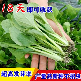 鸡毛菜菜籽种子上海青菜菜种籽大全蔬菜种孑阳台盆栽小白菜籽四季