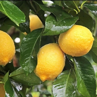 安岳柠檬 精选一级果尤力克 新鲜现摘当季 水果不打蜡不浸保鲜剂