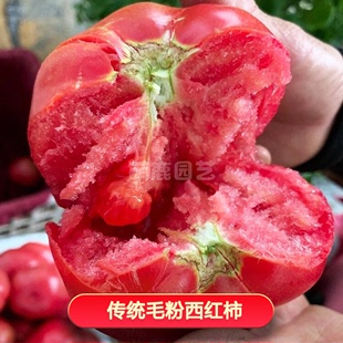 农家毛粉西红柿种子番茄种子苗秧沙瓤番茄盆栽四季 蔬菜番茄苗 春季