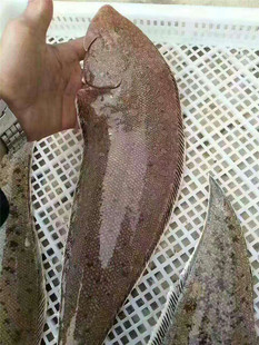 东山岛海鲜龙利鱼新鲜踏板鱼鳎米鱼牛舌头鱼龙舌鱼鱼柳巴沙