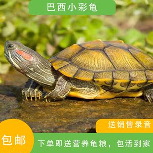 乌龟活物小乌龟巴西龟活体一对情侣龟红耳龟招财观赏宠物龟大水龟