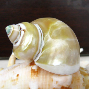 天然海螺 去皮银口嵘螺月光螺手工diy透明寄居蟹专用替换备用壳