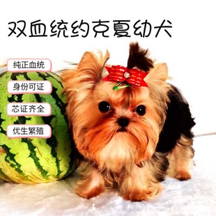 北京东方约克夏双血统约克夏狗带纸带芯片疫苗驱虫已做完 售出
