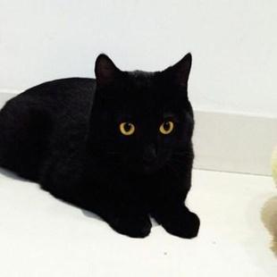 出售孟买猫黑猫小黑豹活体金黄眼睛纯黑色猫纯种赛级孟买幼猫p