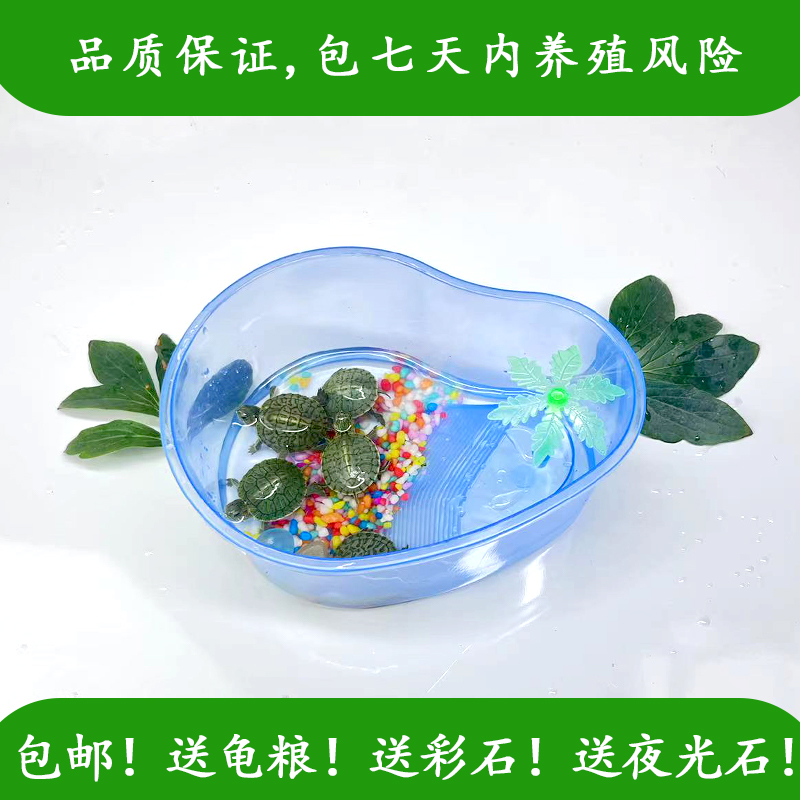 家庭观赏乌龟缸带晒台露台水龟金龟缸龟箱塑料透明缸乌龟活体养龟