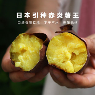池见 云南高原赤炎薯王蜜薯红薯新鲜黄心番薯烤地瓜板栗软糯4.8斤