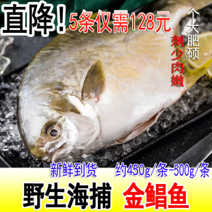 新鲜金鲳鱼野生扁鲳鱼银鲳鱼鲜活大平鱼现捞海鲜海鱼海鲜水产500g
