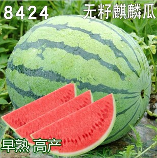 无籽麒麟王8424西瓜种子早熟种籽大果型四季 美都懒汉甜王瓜种孑