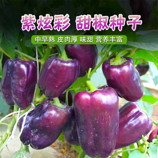 紫彩甜椒种子紫色方椒灯笼椒辣椒种籽春秋农家菜园阳台盆栽蔬菜孑