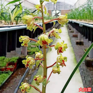 兰花盆栽植物 名贵品种高端特级兰花苗 大白菜惠兰