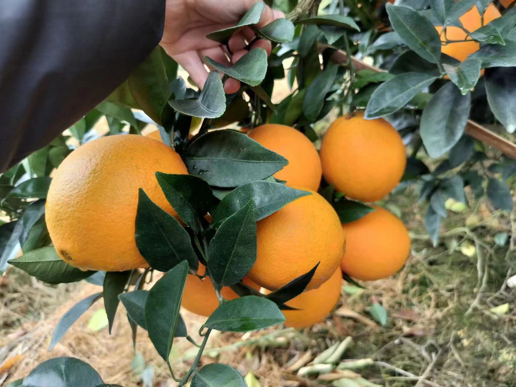 正宗赣南脐橙自产自销原产地发货新鲜水果当季 橙子