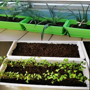 树脂塑料花盆长方形阳台种菜盆蔬菜种植箱家用花槽种菜神器长条盆