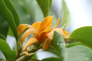 缅甸新品 种 庭院盆栽 黄缅桂 比白兰花更香浓 开花植物 黄兰花