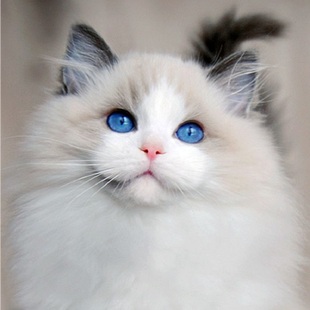 宠物猫咪海双布偶猫满耳满背仙女猫布偶幼猫活体蓝双布偶猫幼崽