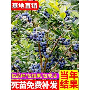 蓝莓树果苗盆栽地栽四季 水果树当年结果南方北方种植特大蓝莓树苗