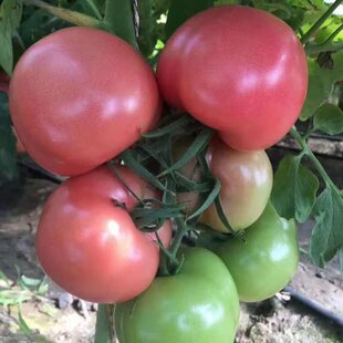 抗TY560粉红果番茄种子高产抗病早熟西红柿种籽大面积四季 蔬菜孑