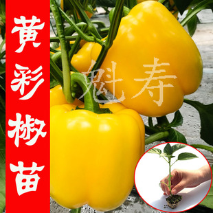 彩色黄色甜椒苗辣椒种籽种子孑阳台四季 盆栽灯笼椒蔬菜种苗籽种