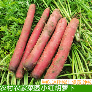 小红萝卜新鲜红胡萝卜露天种植湖北胡萝卜红心手指水果甜萝卜即食