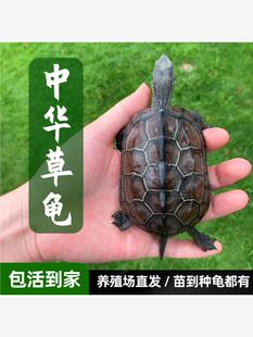 中华草龟苗大小乌龟金线草龟墨龟三线观赏宠物乌龟活体养殖场