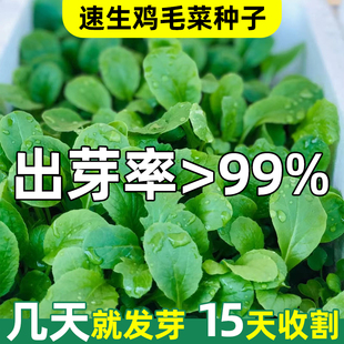 大全春季 鸡毛菜菜籽种青菜种子上海青小白菜种孑秋后蔬菜种籽四季