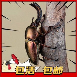 印尼金锹甲虫成虫幼虫新手入门甲虫饲养简单特色宠物学生自然观察