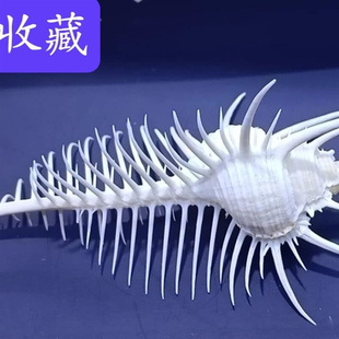 女巫刺螺标本收藏 天然贝壳海螺地中海 高品质维纳斯骨螺