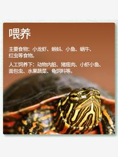 火焰龟深水龟冷水鱼龟混养小乌龟活物家养活体小宠物吃粪龟清洁龟
