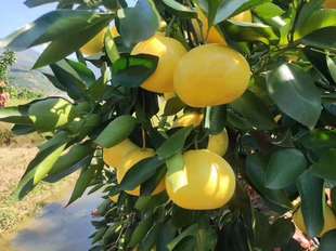 新鲜水果纯甜水晶柚子树上熟8 12个 爆汁台湾黄金葡萄柚孕妇当季