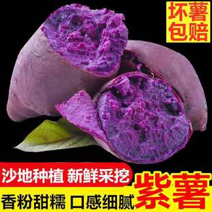粉糯香甜 新鲜紫薯板栗地瓜蜜番薯山芋农家香沙地红薯无丝9斤5