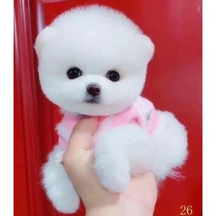 杭州博美幼犬纯种长不大茶杯犬黄白色小体型宠物狗球形俊介犬