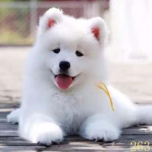 龙岩萨摩耶幼犬纯种萨摩耶犬活体微笑天使萨摩耶小狗雪橇犬哈士奇