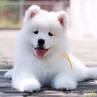 池州萨摩耶幼犬纯种萨摩耶犬活体微笑天使萨摩耶小狗雪橇犬哈士奇