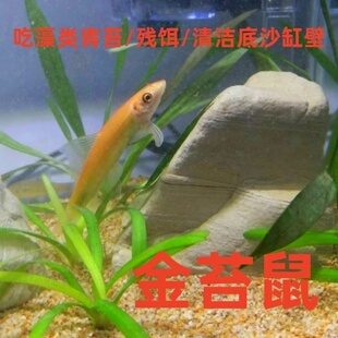 清道夫鱼金苔鼠鱼缸清洁工除藻工具鱼小型热带观赏鱼吃残饵活体鱼